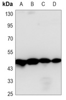 Gamma-enolase Antibody