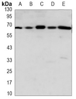 AIFM1 Antibody