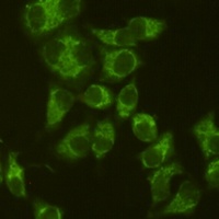 AIFM1 Antibody