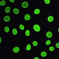 Anti-Lamin A/C Antibody