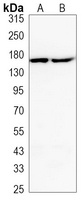 EGFR Antibody