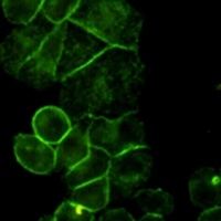 EGFR Antibody