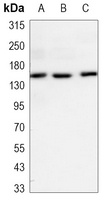 EGFR Antibody