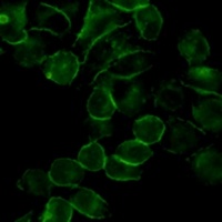 EGFR Antibody
