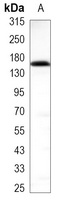 EGFR Antibody