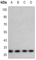 14-3-3 eta Antibody