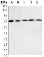 Ku70 Mouse Monoclonal Antibody