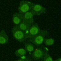 Ku70 Mouse Monoclonal Antibody