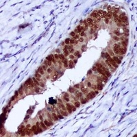 PCNA Antibody