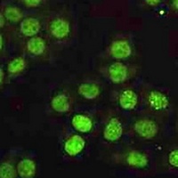 PCNA Antibody