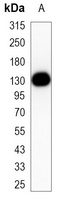 CD31 Antibody