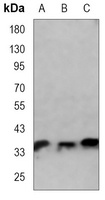 CDX2 Antibody