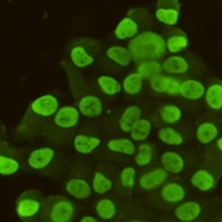 CDX2 Antibody