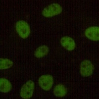 Anti-DNA-PKcs Antibody