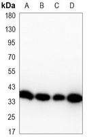 Cyclin H Mouse Monoclonal Antibody