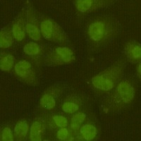 SIRT6 antibody