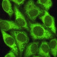 Anti-GSK3 beta Antibody