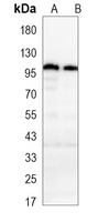 CD54 Antibody