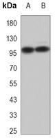 CD54 Antibody
