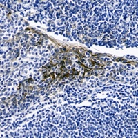 CD54 Antibody