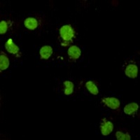 CHD3 antibody