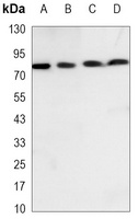 GRP78 Mouse Monoclonal Antibody