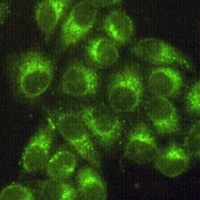 GRP78 Mouse Monoclonal Antibody