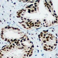 Anti-HP1 gamma Antibody