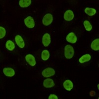 Anti-HP1 gamma Antibody