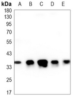 TFIIB Antibody