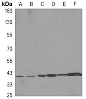 Beta-actin Antibody