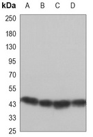 GSK3 beta Antibody