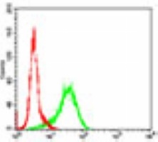Anti-GSK3 beta Antibody