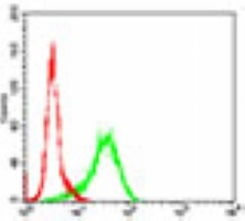 GSK3 beta antibody