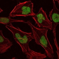 Anti-MCM2 Antibody