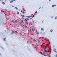 Anti-Synaptophysin Antibody