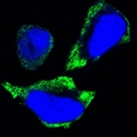 PAK2 antibody