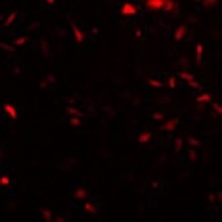 Anti-LIN28A Antibody