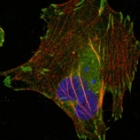 Anti-LPP Antibody