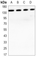 E Cadherin Mouse Monoclonal Antibody