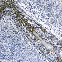 E Cadherin Mouse Monoclonal Antibody