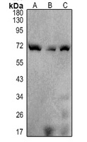 SHPTP1 Mouse Monoclonal Antibody