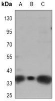 GRAP2 Mouse Monoclonal Antibody