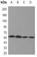 Lamin B1 Mouse Monoclonal Antibody