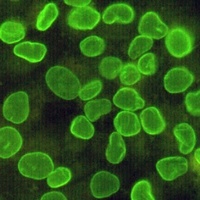 Anti-Lamin B1 Antibody