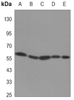 Vimentin Antibody