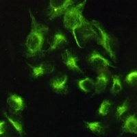 Vimentin Antibody