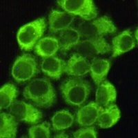 Anti-EIF2S1 Antibody