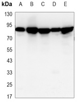 RSK1 Mouse Monoclonal Antibody