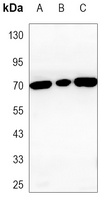 E2F1 Antibody